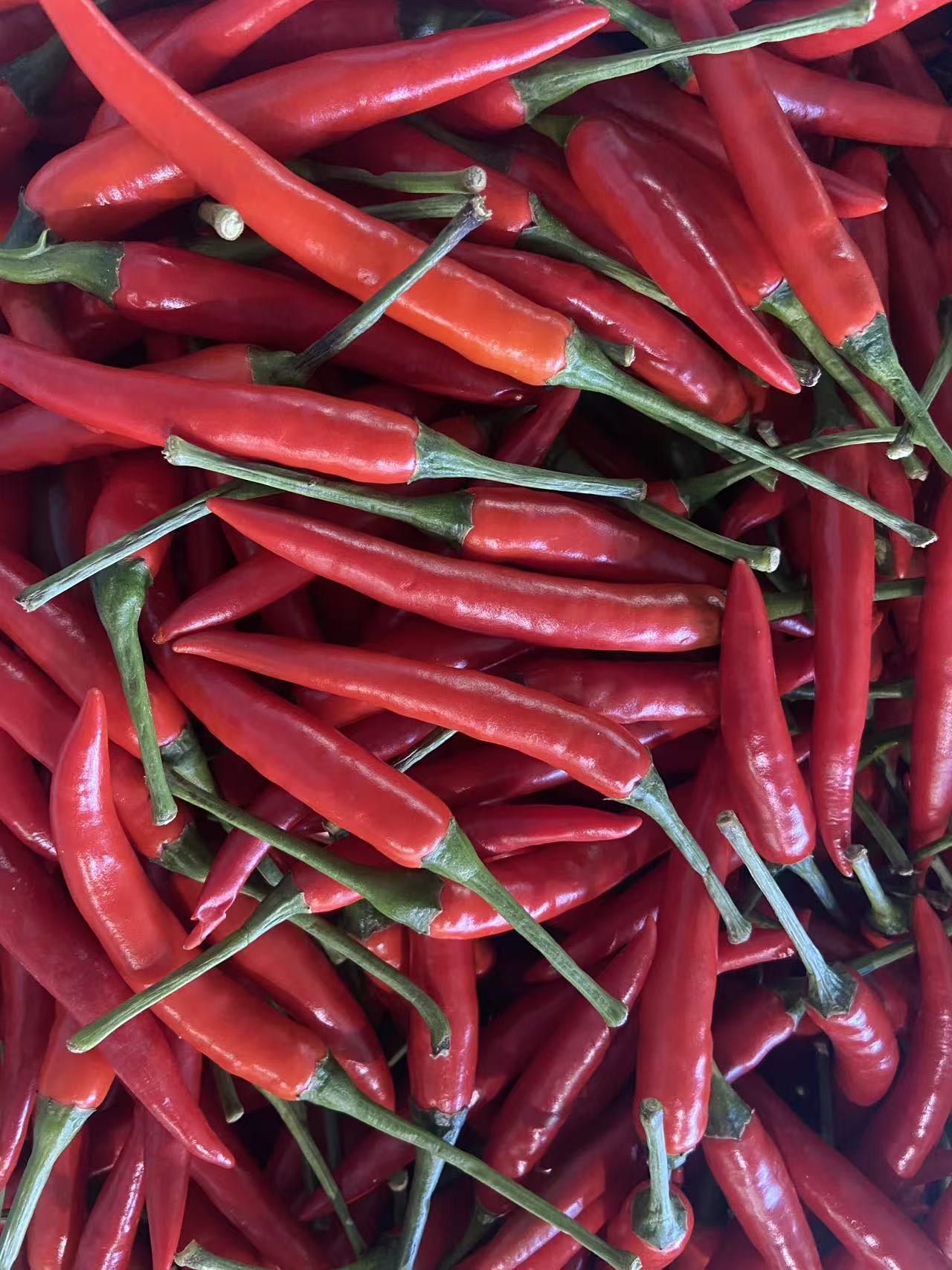红辣椒